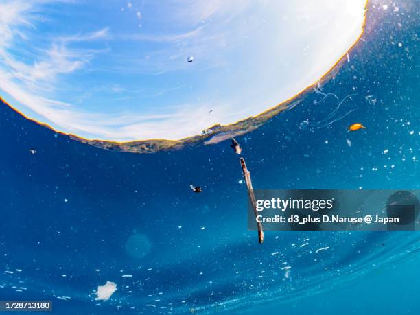 the mysterious scrawled filefish juvenile on the beautiful surface, 

hirizo beach, nakagi, south izu, kamo-gun, izu peninsula, shizuoka, japan,
photo taken september 30, 2023.
in underwater photography. - scrawled stock pictures, royalty-free photos & images