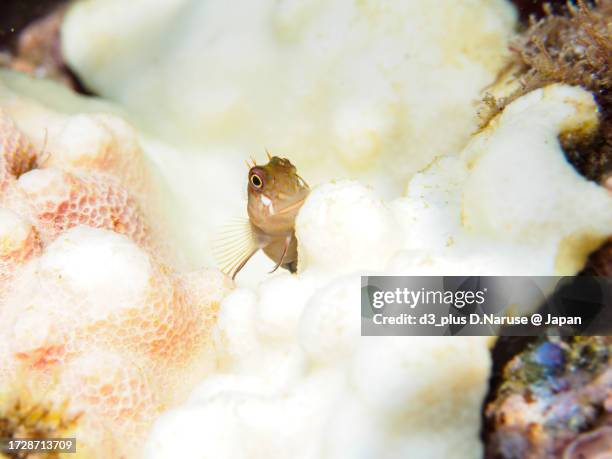 cute barred blenny juvenile. 

hirizo beach, nakagi, south izu, kamo-gun, izu peninsula, shizuoka, japan,
photo taken september 30, 2023.
in underwater photography. - yaeyama gun stock pictures, royalty-free photos & images