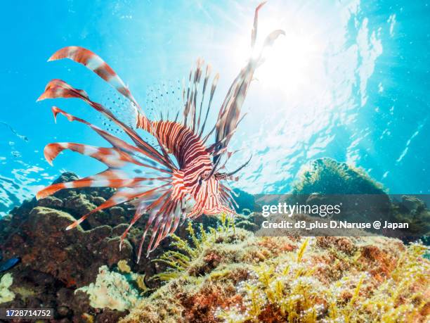 the beautiful red lionfish in underwater cave. 

hirizo beach, nakagi, south izu, kamo-gun, izu peninsula, shizuoka, japan,
photo taken september 30, 2023.
in underwater photography. - 魚類 ストックフォトと画像