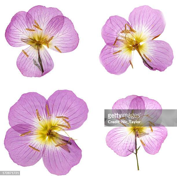 primroses isolé sur blanc xxxl - flutters photos et images de collection