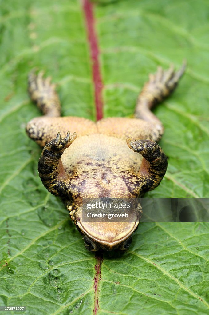 Crapaud renversé