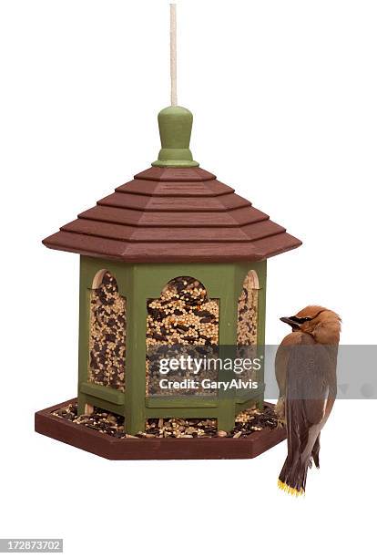 outdoor bird feeder with cedar waxwing - bird feeder stockfoto's en -beelden