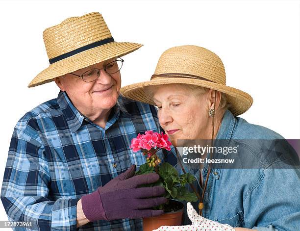 senior couple with geranium - peppermint geranium stock pictures, royalty-free photos & images