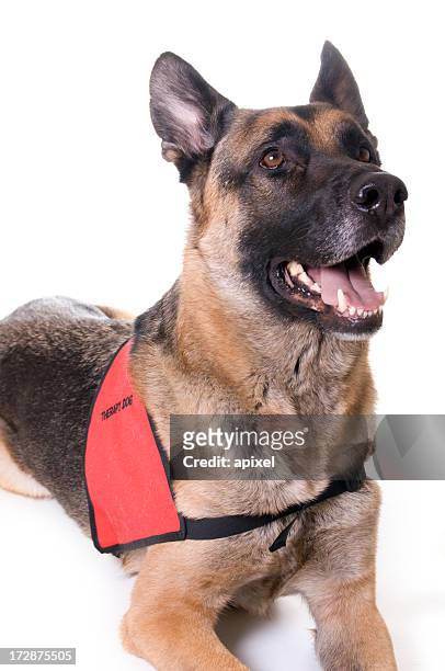 terapia de perro - chaleco fotografías e imágenes de stock