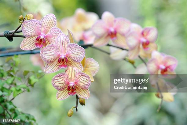 elegant blooming orchids - orkidé bildbanksfoton och bilder