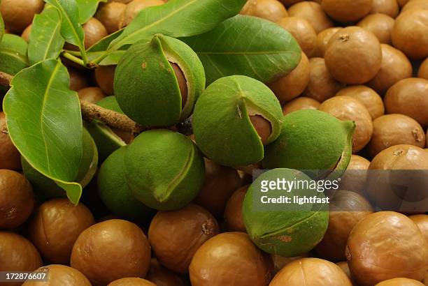 macadamias - macadamia nut 個照片及圖片檔