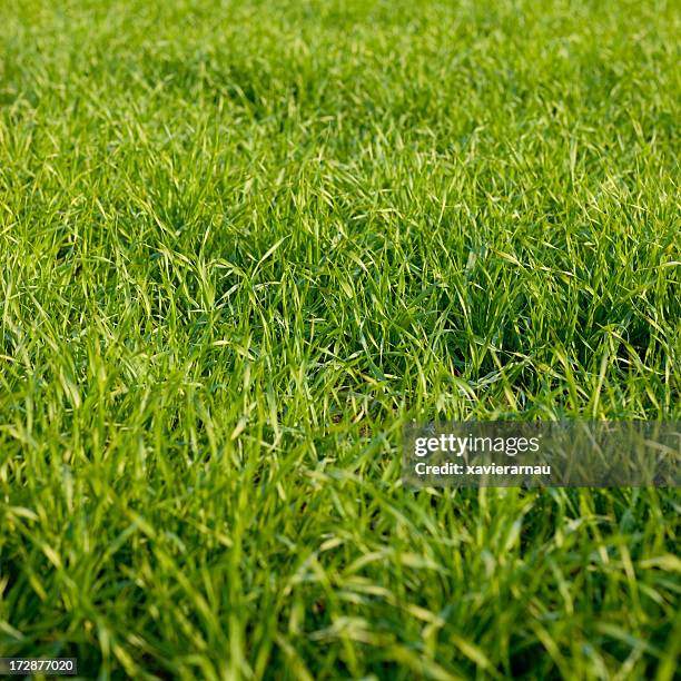 grass - tall stock pictures, royalty-free photos & images