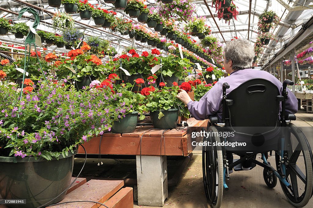 In the Greenhouse, wide view
