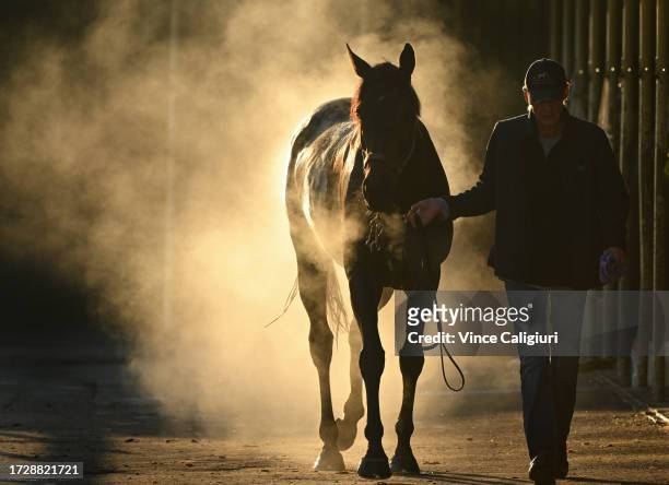 Commando Drift from the Pat Carey & Harris Walker stable is seen after being washed after a trackwork session at Mornington Racecourse on October 11,...