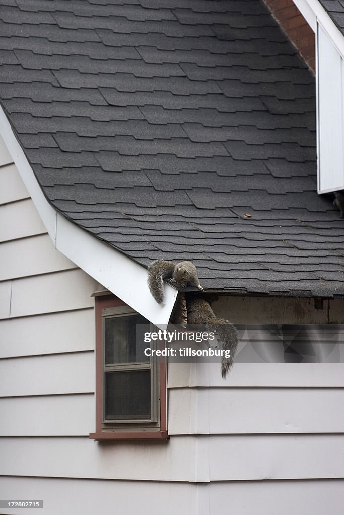 Squirrels In Attic
