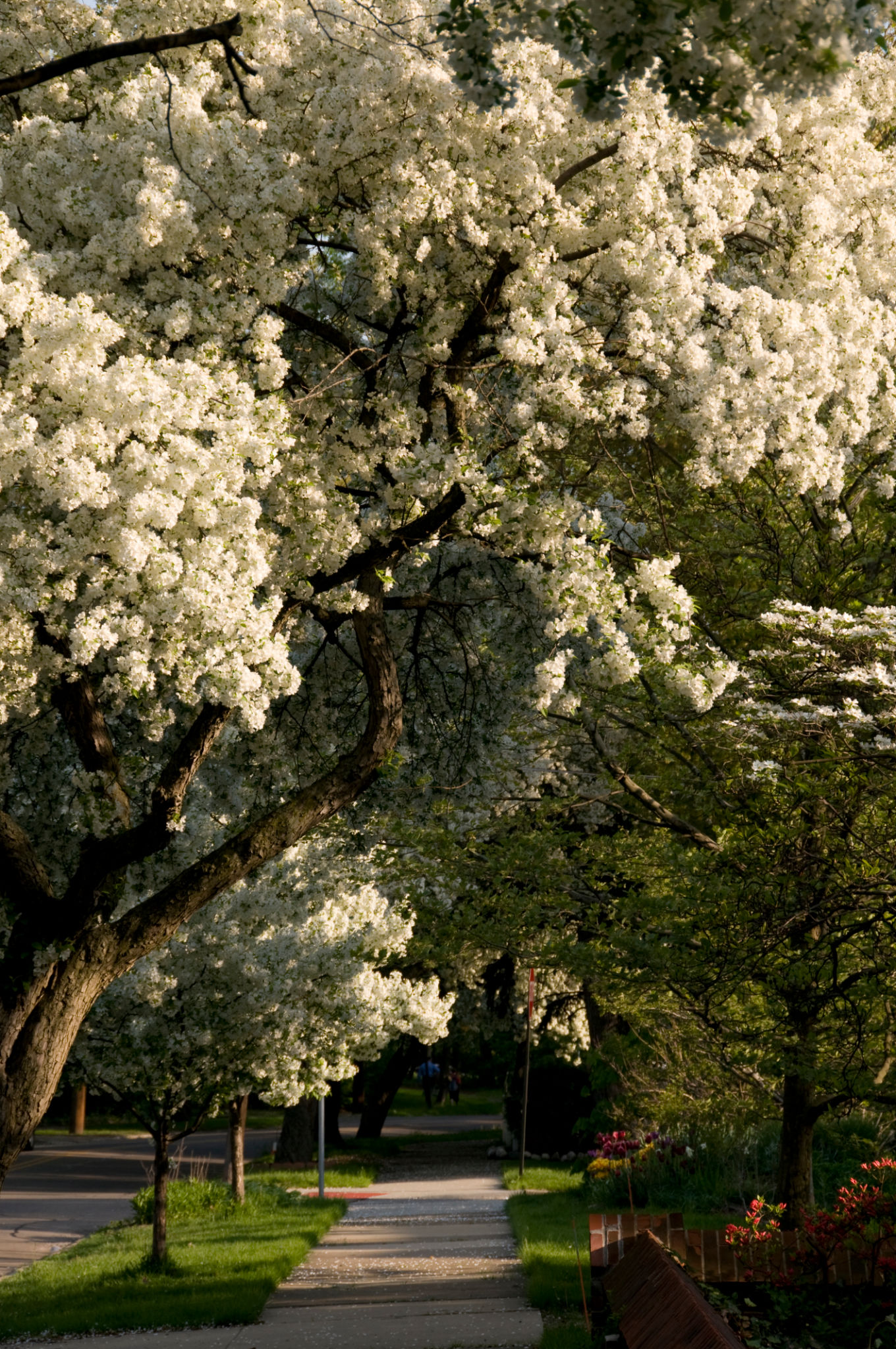akron garden