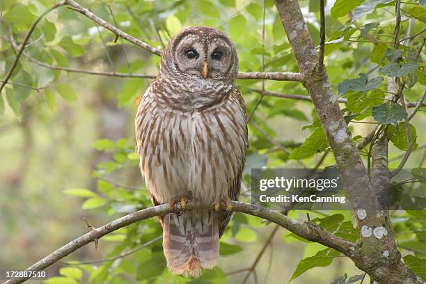 barred owl perched in forest - hoot owl stock pictures, royalty-free photos & images