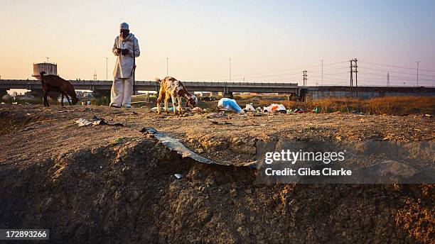 Man tends to his goats in highly polluted solar evaporation ponds December 3, 2012 in Bhopal, India. On the night of December 2nd a Union Carbide...