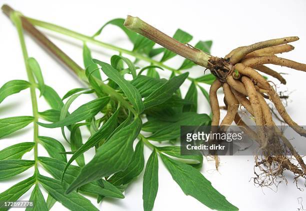 valerian - valeriana officinalis stock pictures, royalty-free photos & images