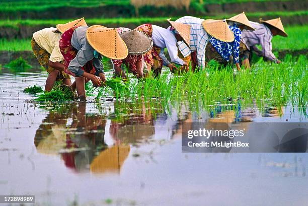 rice - indonesia stock pictures, royalty-free photos & images