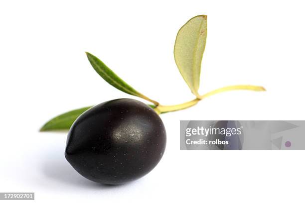 outra perfeita de azeitona preta em galho de árvore com folhas (olea europeana - azeitona preta - fotografias e filmes do acervo