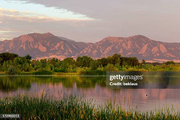 flatirons at dawn with swimming bird - boulder co stockfoto's en -beelden