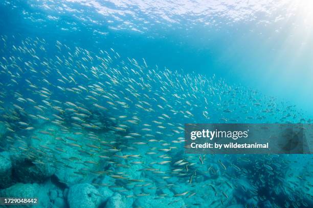 large school of yellow tailed scad, jervis bay marine park. - marine reserve stock pictures, royalty-free photos & images