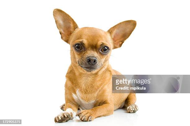 chihuahua - chihuahua dog stock pictures, royalty-free photos & images