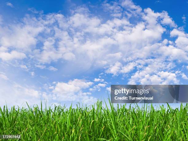 green field xxl - 108 megapixel - timothy grass stock pictures, royalty-free photos & images