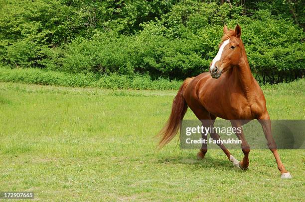 wunderschöne horse - running horses stock-fotos und bilder