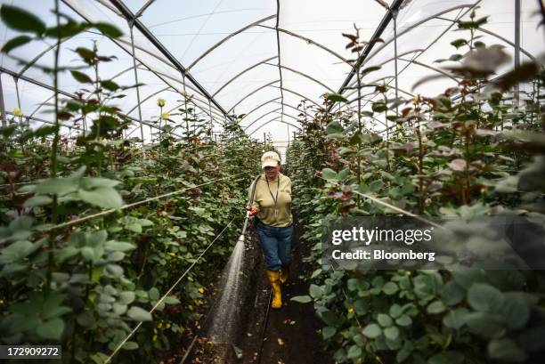 Worker waters roses at Hoja Verde, an industrial farm that supplies roses to Whole Foods Market Inc. Stores, in Cayambe, Ecuador, on Tuesday, June...