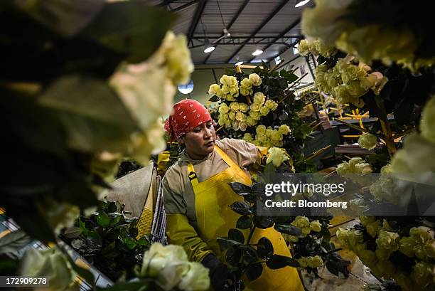 Worker Consuelo Cabezas sorts roses at Hoja Verde, an industrial farm that supplies roses to Whole Foods Market Inc. Stores, in Cayambe, Ecuador, on...