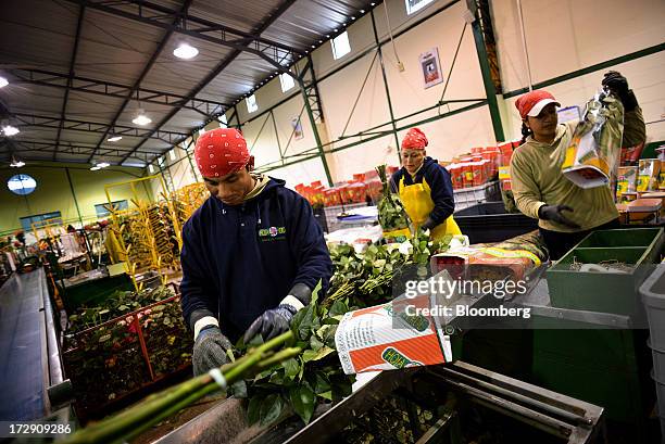 Workers package roses at Hoja Verde, an industrial farm that supplies roses to Whole Foods Market Inc. Stores, in Cayambe, Ecuador, on Tuesday, June...