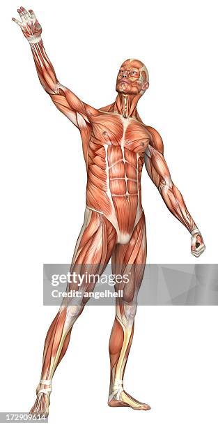 human body of a man with muscles - menselijke spier stockfoto's en -beelden