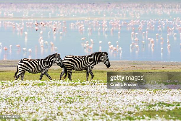zebras, flowers and flamingos - zebra stock pictures, royalty-free photos & images