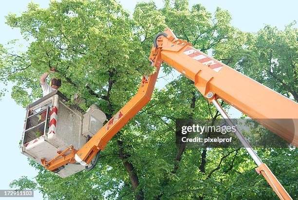 tree trimming - tree surgeon stock pictures, royalty-free photos & images
