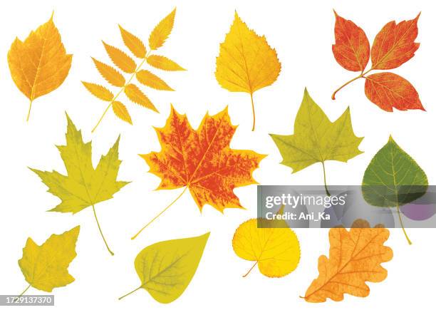 autumn leaves - birch pattern stock illustrations