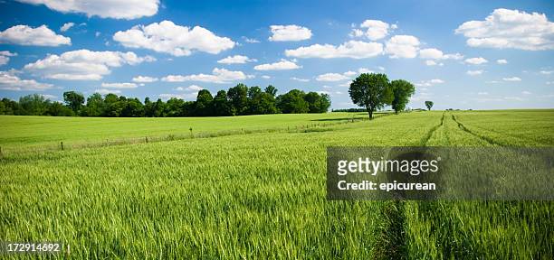 summer fields - kentucky farm stock pictures, royalty-free photos & images
