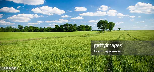 campos de verão - kansas imagens e fotografias de stock