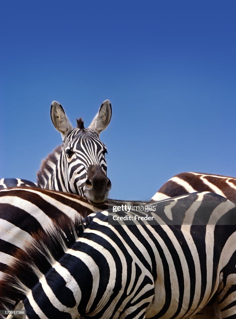 Zebras