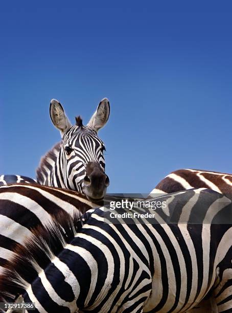 zebras - zebra herd stock pictures, royalty-free photos & images