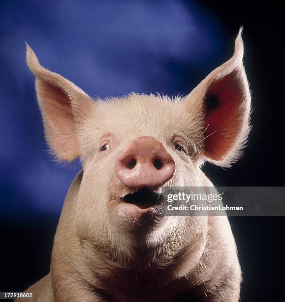 pig with blue background - snout stock pictures, royalty-free photos & images