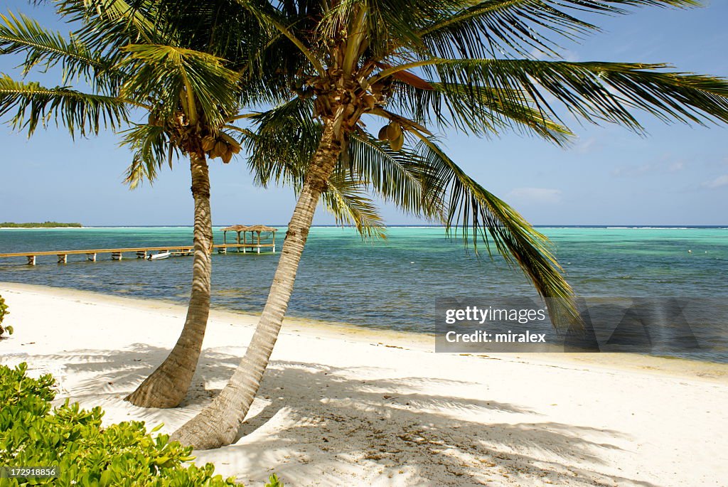 Strand mit Palmen auf Little Cayman