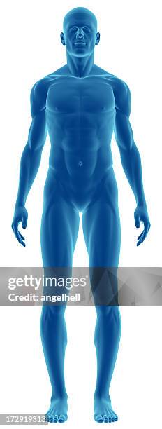 human body of a man for study - ledematen lichaamsdeel stockfoto's en -beelden