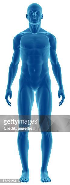 human body of a man for study - limb body part stock pictures, royalty-free photos & images