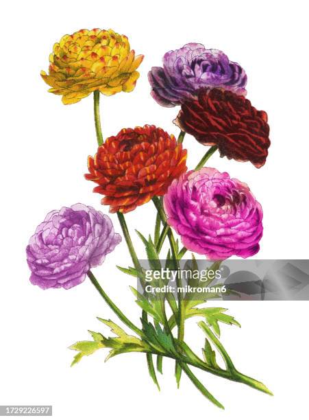 old chromolithograph illustration of botany, persian buttercup (ranunculus asiaticus) a species of buttercup (ranunculus) - flower branch stock pictures, royalty-free photos & images