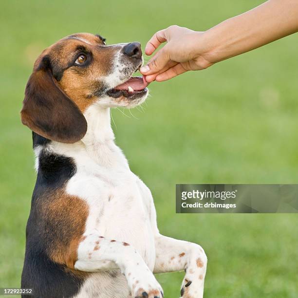beagle getting a treat - indulgence stockfoto's en -beelden