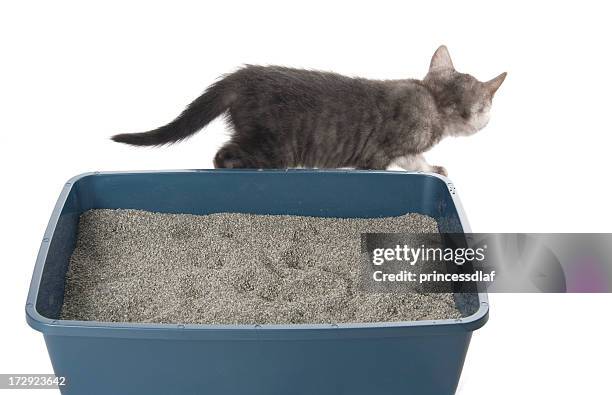 all done - cat litter stock pictures, royalty-free photos & images