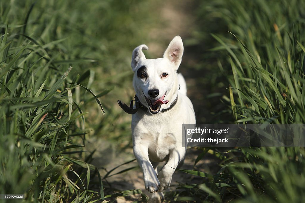 Jack Russell