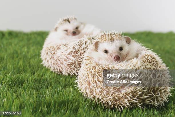 hedgehog on grass - atelerix albiventris stock pictures, royalty-free photos & images