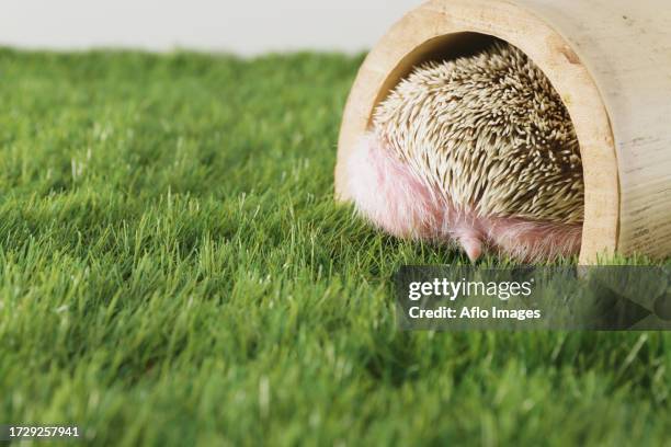 hedgehog on grass - atelerix albiventris stock pictures, royalty-free photos & images