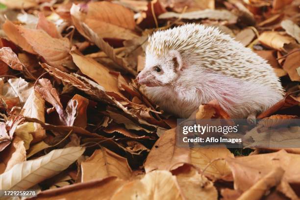 hedgehog on fallen leaves - atelerix albiventris stock pictures, royalty-free photos & images