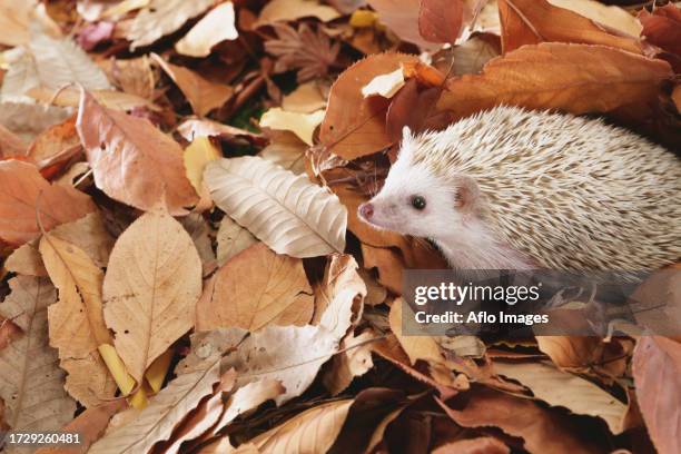 hedgehog on fallen leaves - atelerix albiventris stock pictures, royalty-free photos & images