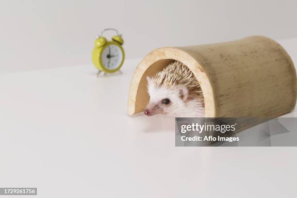hedgehog - atelerix albiventris stock pictures, royalty-free photos & images
