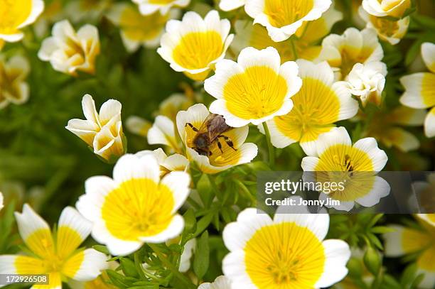 meadowfoam or limnanthes douglasii - meadowfoam flower stock pictures, royalty-free photos & images